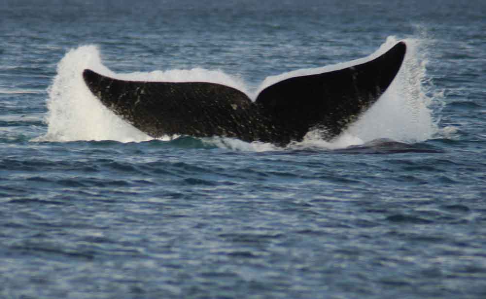 Ballena Franca Austral - península Valdes - Argentina 2.jpg